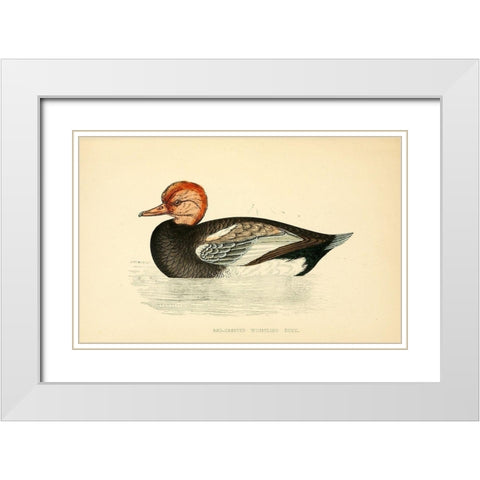 Red Crested Whistling Duck White Modern Wood Framed Art Print with Double Matting by Morris, Rev FO