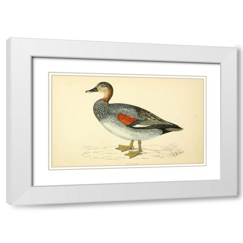 Gadwall White Modern Wood Framed Art Print with Double Matting by Morris, Rev FO