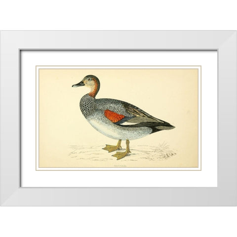 Gadwall White Modern Wood Framed Art Print with Double Matting by Morris, Rev FO