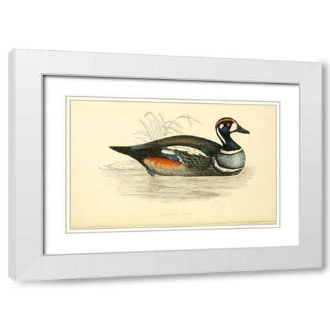 Harlequin Duck White Modern Wood Framed Art Print with Double Matting by Morris, Rev FO