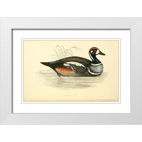 Harlequin Duck White Modern Wood Framed Art Print with Double Matting by Morris, Rev FO
