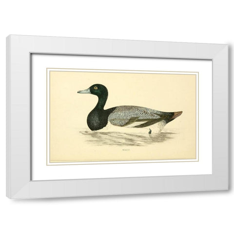 Scaup White Modern Wood Framed Art Print with Double Matting by Morris, Rev FO