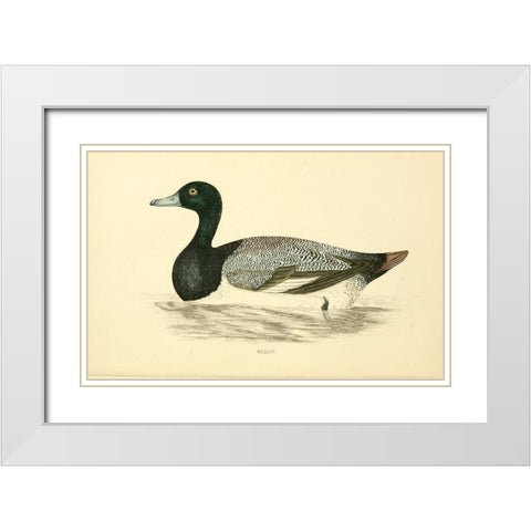 Scaup White Modern Wood Framed Art Print with Double Matting by Morris, Rev FO