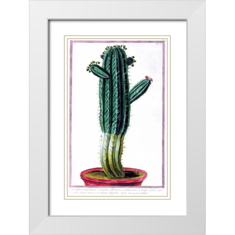 Cactus, Tithymalus White Modern Wood Framed Art Print with Double Matting by Bonelli, Giorgio