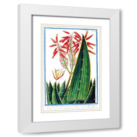 Aloe Africana White Modern Wood Framed Art Print with Double Matting by Bonelli, Giorgio