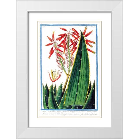 Aloe Africana White Modern Wood Framed Art Print with Double Matting by Bonelli, Giorgio