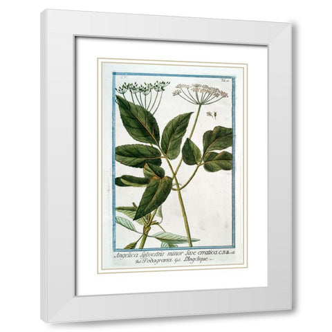 Cow Parsley 3 White Modern Wood Framed Art Print with Double Matting by Bonelli, Giorgio
