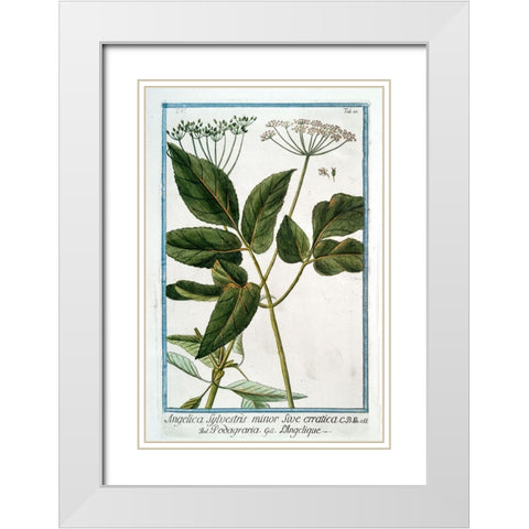 Cow Parsley 3 White Modern Wood Framed Art Print with Double Matting by Bonelli, Giorgio