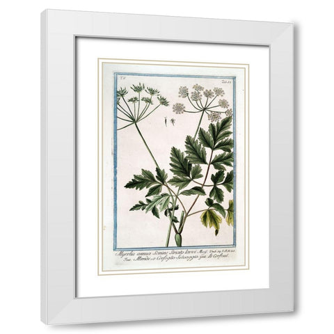 Cow Parsley 4 White Modern Wood Framed Art Print with Double Matting by Bonelli, Giorgio
