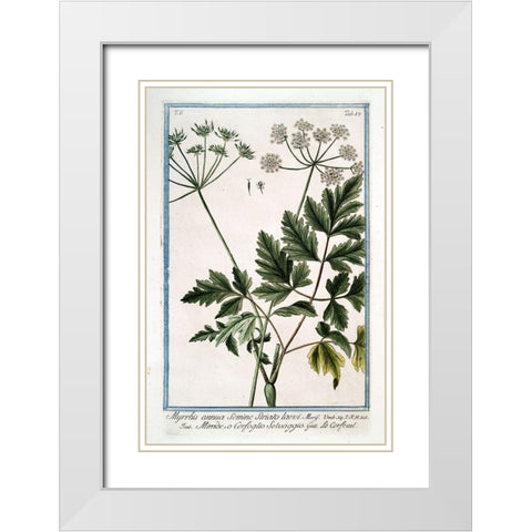 Cow Parsley 4 White Modern Wood Framed Art Print with Double Matting by Bonelli, Giorgio