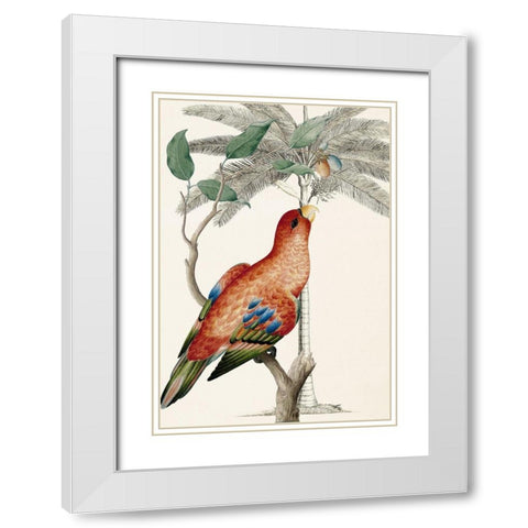 Palm/Lory Parrot White Modern Wood Framed Art Print with Double Matting by Ehret-De Bevere