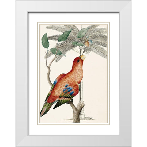 Palm/Lory Parrot White Modern Wood Framed Art Print with Double Matting by Ehret-De Bevere