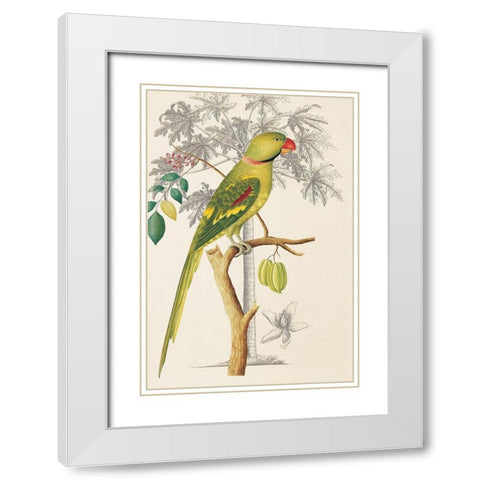 Palm/Parakeet White Modern Wood Framed Art Print with Double Matting by Ehret-De Bevere