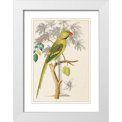 Palm/Parakeet White Modern Wood Framed Art Print with Double Matting by Ehret-De Bevere