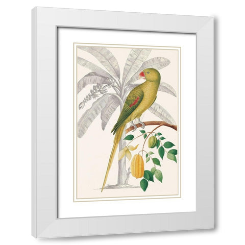 Palm/Parakeet White Modern Wood Framed Art Print with Double Matting by Ehret-De Bevere