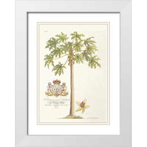 Papaya Tree White Modern Wood Framed Art Print with Double Matting by Ehret, Georg