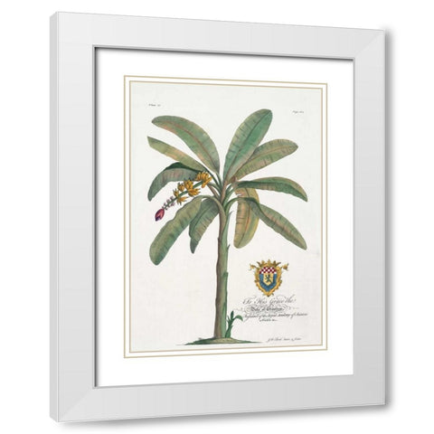 Banana Tree White Modern Wood Framed Art Print with Double Matting by Ehret, Georg