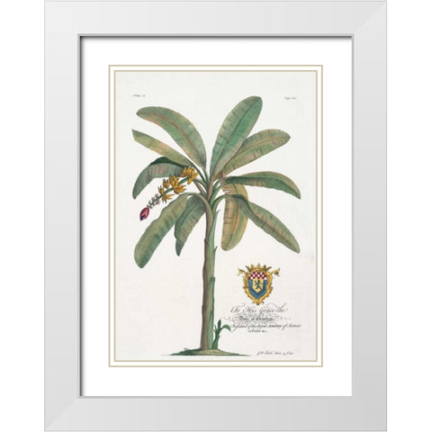 Banana Tree White Modern Wood Framed Art Print with Double Matting by Ehret, Georg