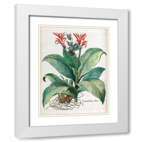 Canna Indica White Modern Wood Framed Art Print with Double Matting by Besler, Basilius