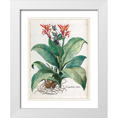 Canna Indica White Modern Wood Framed Art Print with Double Matting by Besler, Basilius