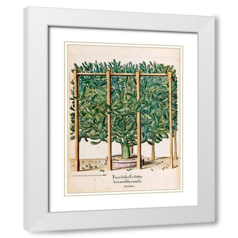 Ficus White Modern Wood Framed Art Print with Double Matting by Besler, Basilius