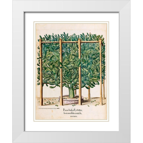 Ficus White Modern Wood Framed Art Print with Double Matting by Besler, Basilius