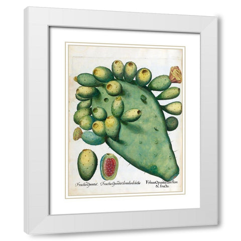 Cactus White Modern Wood Framed Art Print with Double Matting by Besler, Basilius