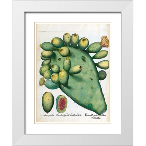 Cactus White Modern Wood Framed Art Print with Double Matting by Besler, Basilius