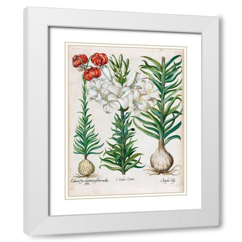 Lilies White Modern Wood Framed Art Print with Double Matting by Besler, Basilius