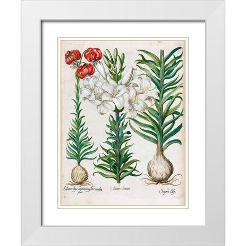 Lilies White Modern Wood Framed Art Print with Double Matting by Besler, Basilius