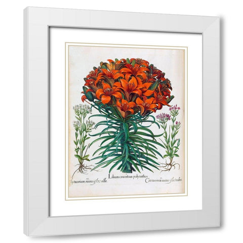 Lily, Polyanthus White Modern Wood Framed Art Print with Double Matting by Besler, Basilius