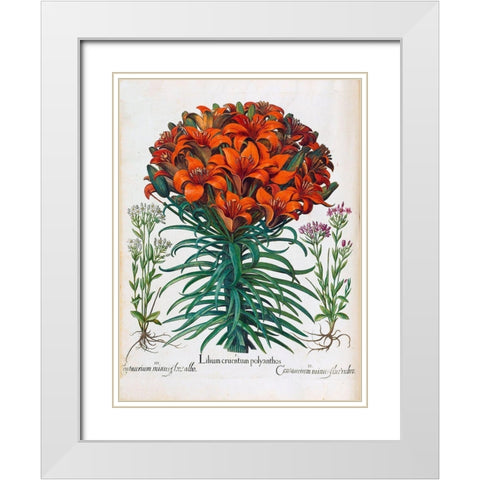 Lily, Polyanthus White Modern Wood Framed Art Print with Double Matting by Besler, Basilius