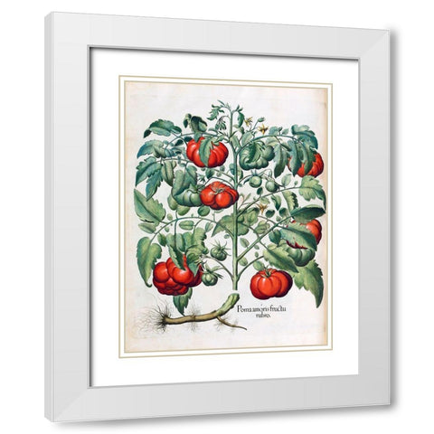 Tomato White Modern Wood Framed Art Print with Double Matting by Besler, Basilius