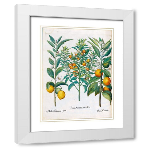 Orange, Lemons White Modern Wood Framed Art Print with Double Matting by Besler, Basilius