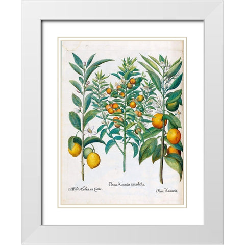 Orange, Lemons White Modern Wood Framed Art Print with Double Matting by Besler, Basilius