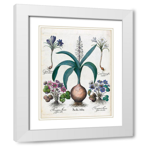 Crocus, Alba and Hepatica White Modern Wood Framed Art Print with Double Matting by Besler, Basilius