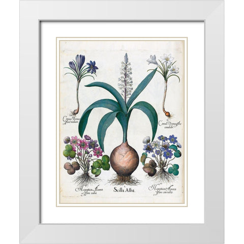 Crocus, Alba and Hepatica White Modern Wood Framed Art Print with Double Matting by Besler, Basilius