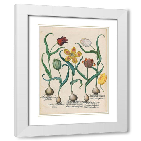 Tulips White Modern Wood Framed Art Print with Double Matting by Besler, Basilius