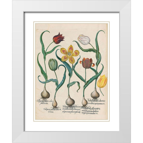 Tulips White Modern Wood Framed Art Print with Double Matting by Besler, Basilius
