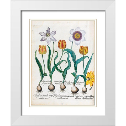 Tullips White Modern Wood Framed Art Print with Double Matting by Besler, Basilius