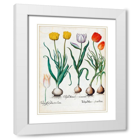 Tulips White Modern Wood Framed Art Print with Double Matting by Besler, Basilius