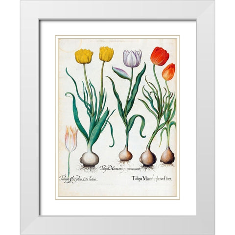 Tulips White Modern Wood Framed Art Print with Double Matting by Besler, Basilius