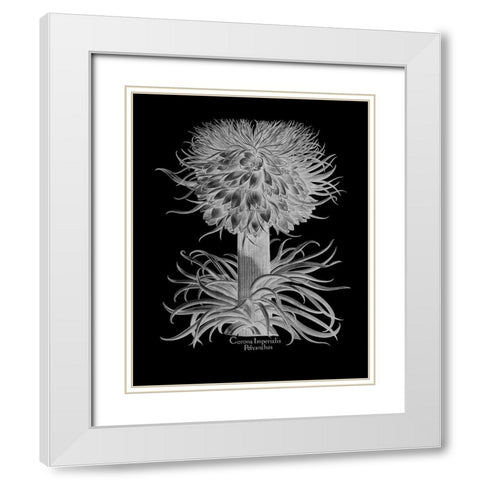Corona Imperialis Polyanthos White Modern Wood Framed Art Print with Double Matting by Besler, Basilius