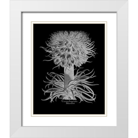 Corona Imperialis Polyanthos White Modern Wood Framed Art Print with Double Matting by Besler, Basilius