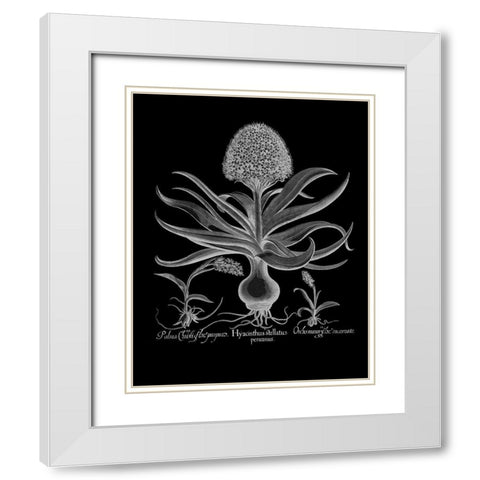 Hyacinthus White Modern Wood Framed Art Print with Double Matting by Besler, Basilius