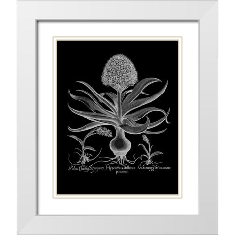 Hyacinthus White Modern Wood Framed Art Print with Double Matting by Besler, Basilius