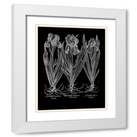 Iris Latifolia White Modern Wood Framed Art Print with Double Matting by Besler, Basilius