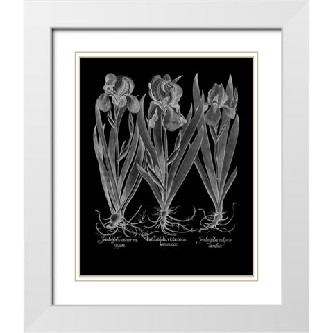 Iris Latifolia White Modern Wood Framed Art Print with Double Matting by Besler, Basilius
