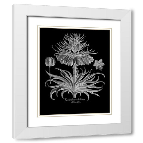 Corona Imperialis Florum White Modern Wood Framed Art Print with Double Matting by Besler, Basilius