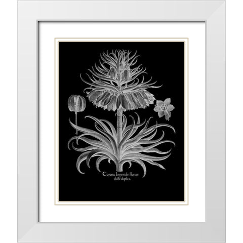 Corona Imperialis Florum White Modern Wood Framed Art Print with Double Matting by Besler, Basilius
